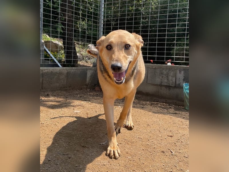 ROSALIE - unser toller Wonneproppen