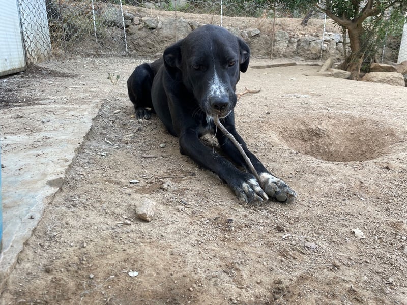 BATTISTA - freundlich, agil & verspielt