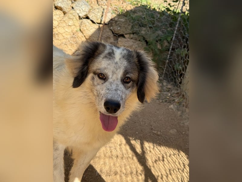 BOVALE - nett, verträglich & verspielt