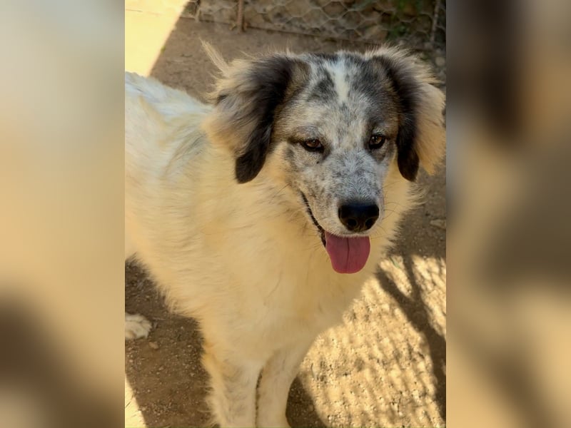 BOVALE - nett, verträglich & verspielt