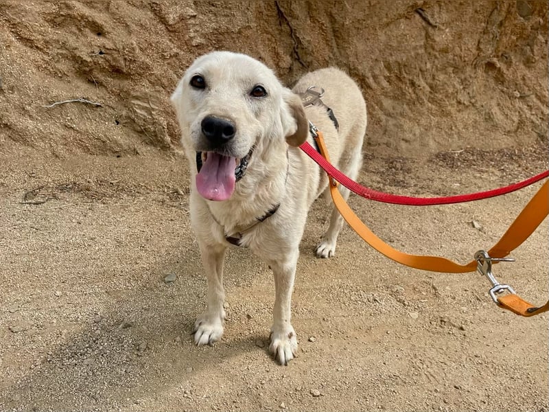 CHICCO - er braucht Menschen um sich