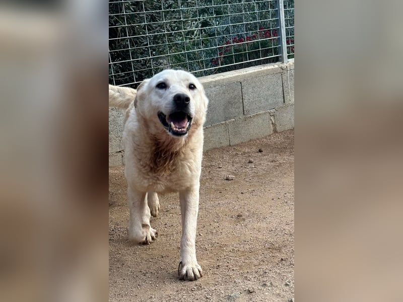 CHICCO - er braucht Menschen um sich