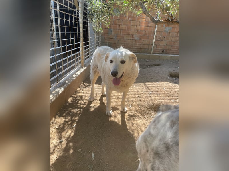 AGOSTINA - bildhübsch und freundlich