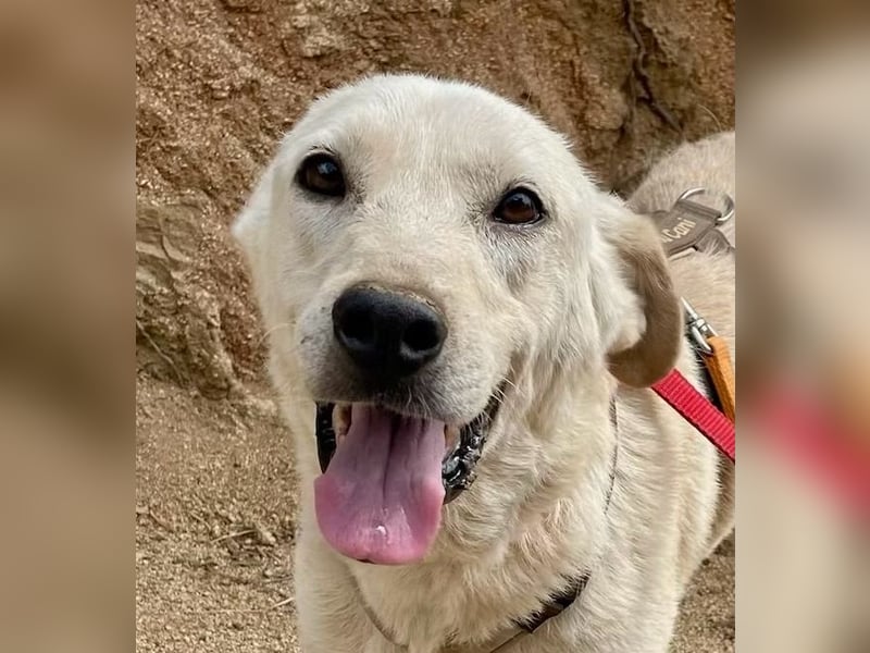 CHICCO - er braucht Menschen um sich