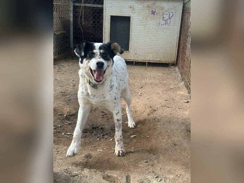 FRANCESCA - so weich & kuschelbedürftig