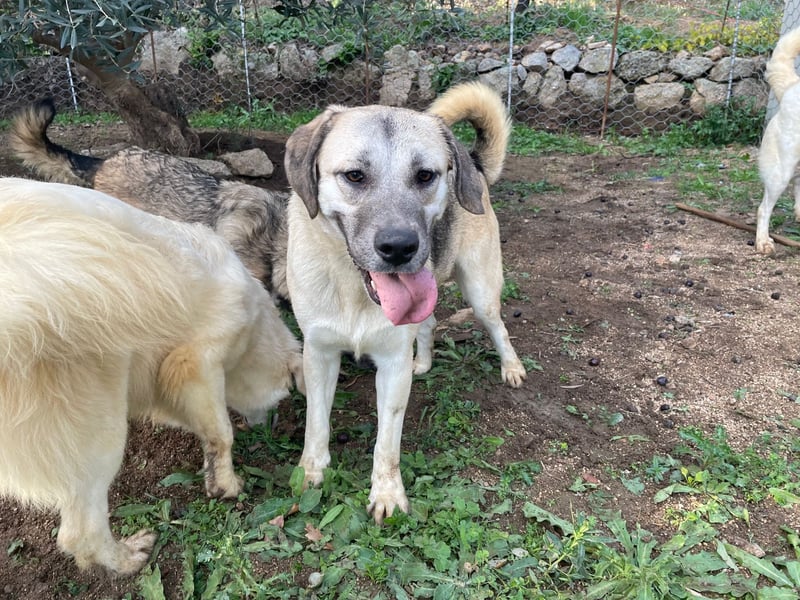 MONICA - unser Dickerchen