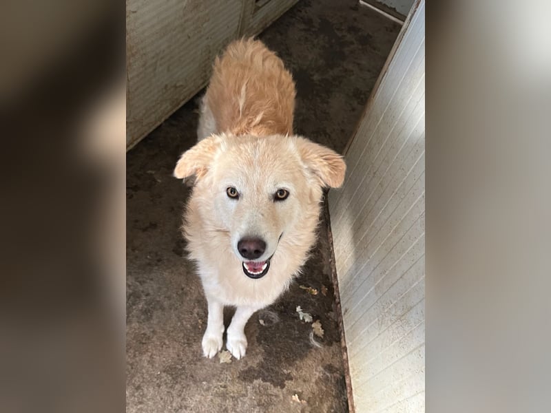 LINUS - ein toller Kuschelbär