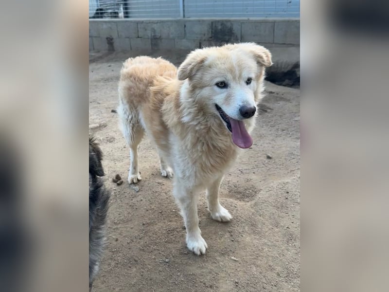 LINUS - ein toller Kuschelbär