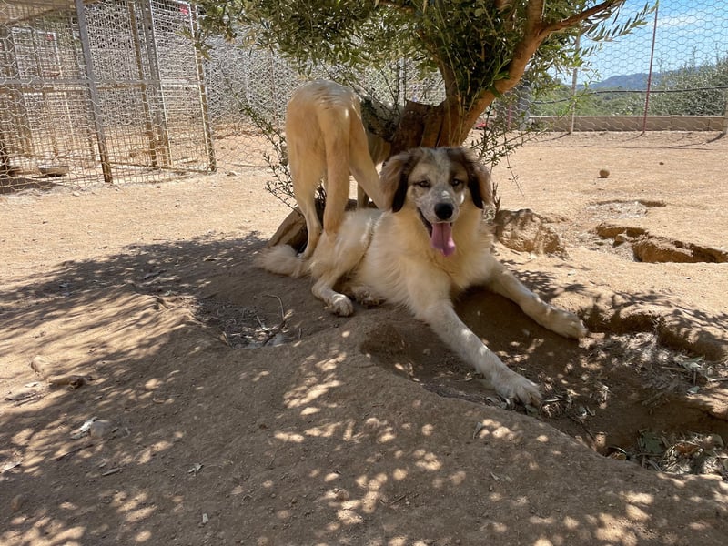 BOVALE - nett, verträglich & verspielt