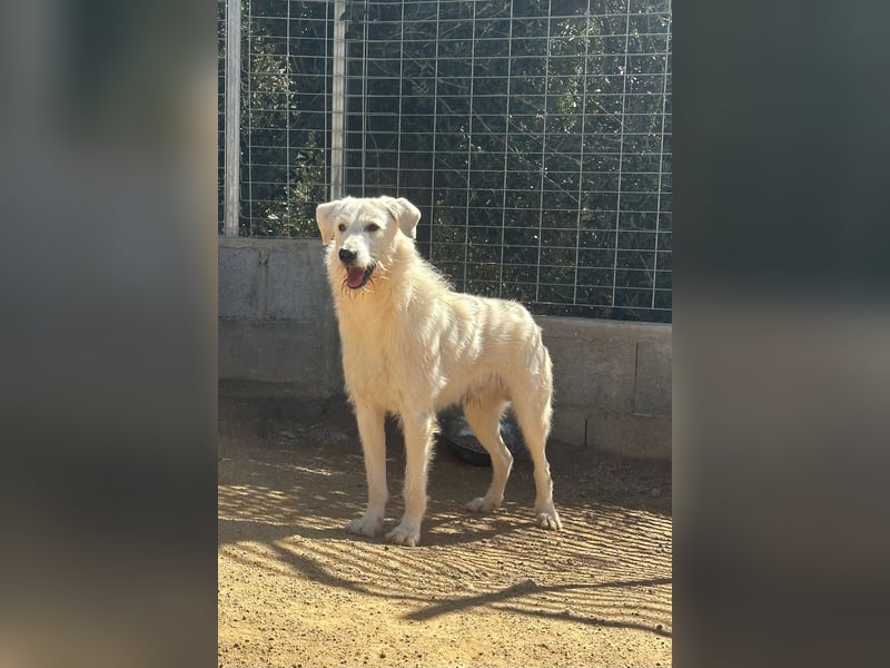 BONNY - der liebste Hund der Welt