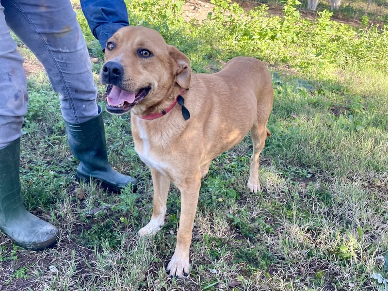 KIRA - eine liebe Seele