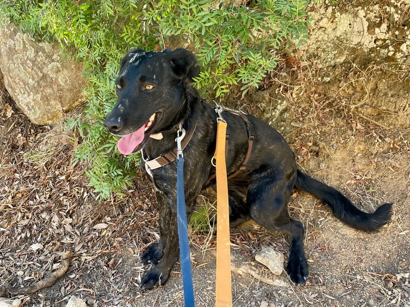 BROWNIE - sie taut langsam auf