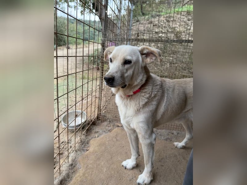 CHICCO - er braucht Menschen um sich