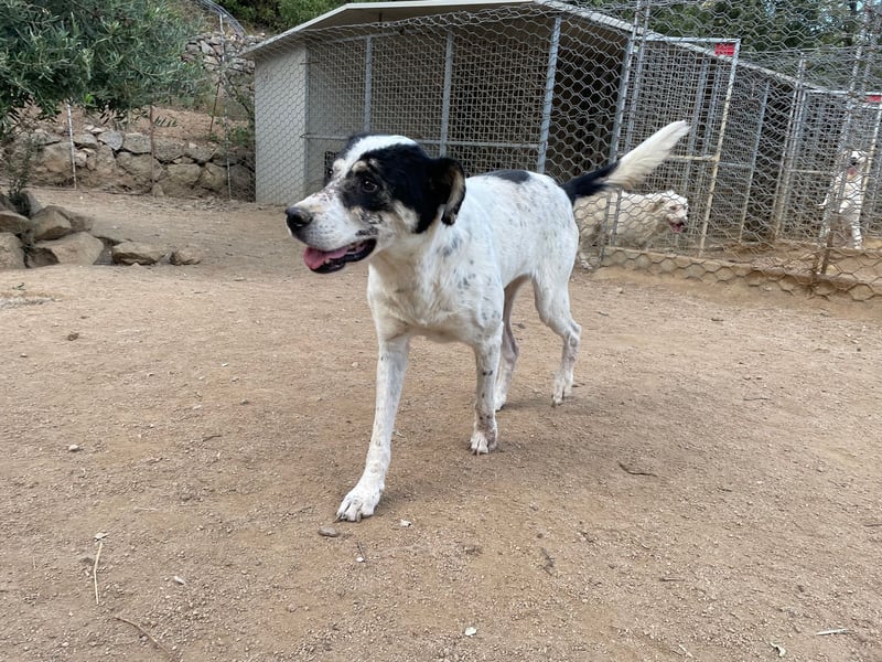 FRANCESCA - so weich & kuschelbedürftig