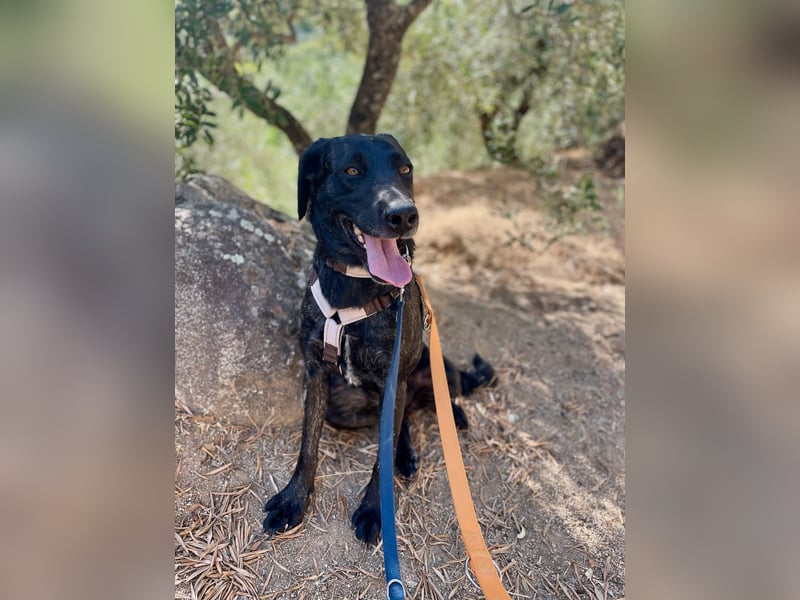 BROWNIE - sie taut langsam auf