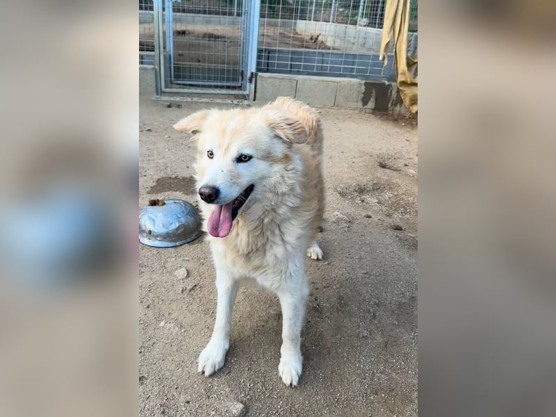LINUS - ein toller Kuschelbär