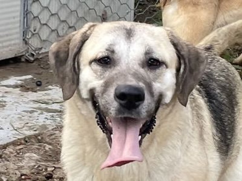 MONICA - unser Dickerchen