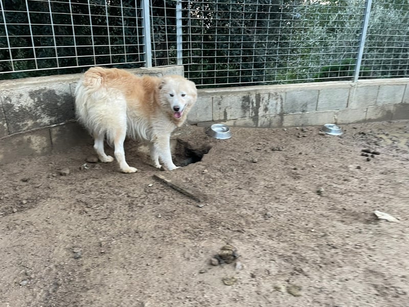 LINUS - ein toller Kuschelbär