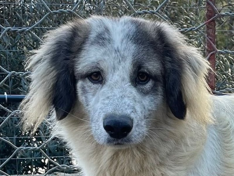 BOVALE - nett, verträglich & verspielt