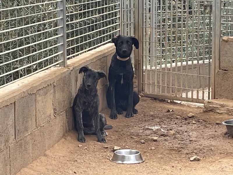 BROWNIE - sie taut langsam auf