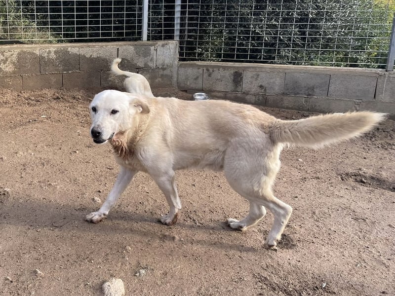 CHICCO - er braucht Menschen um sich
