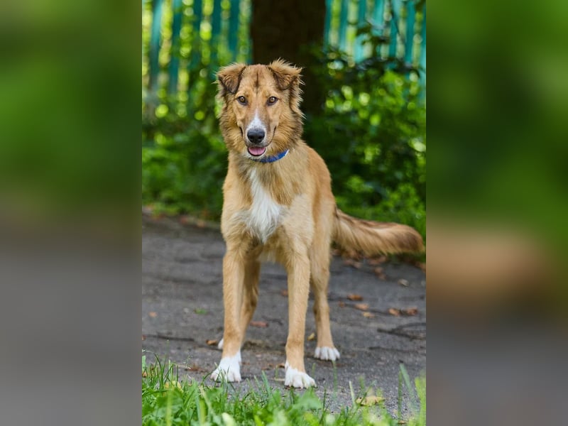 ausgesprochen liebe Foxi für jede Familie