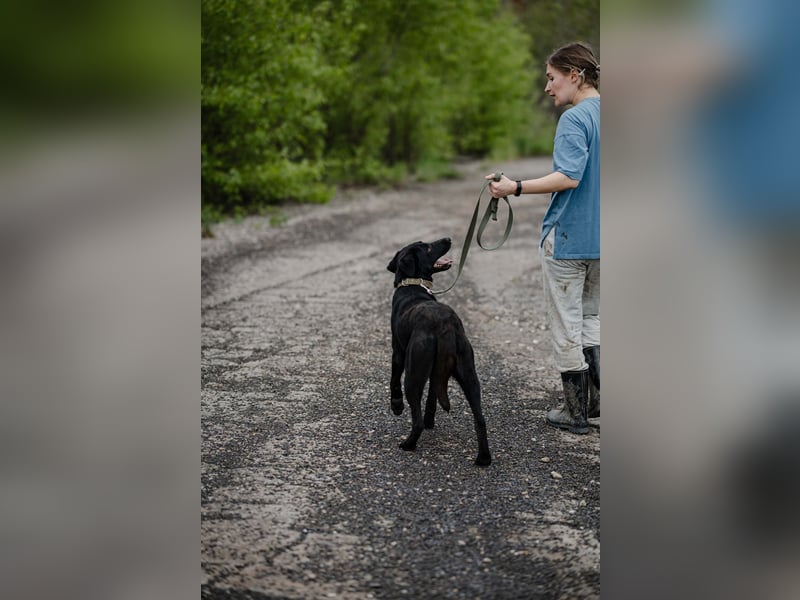 Mangust einfach ein von allen Seiten wunderbarer Rüde