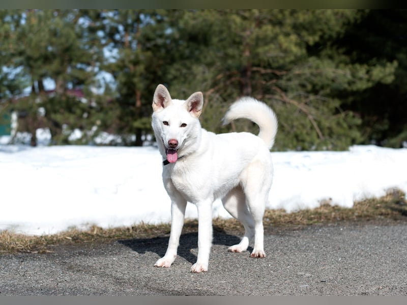 Schneeprinzessin Ayva