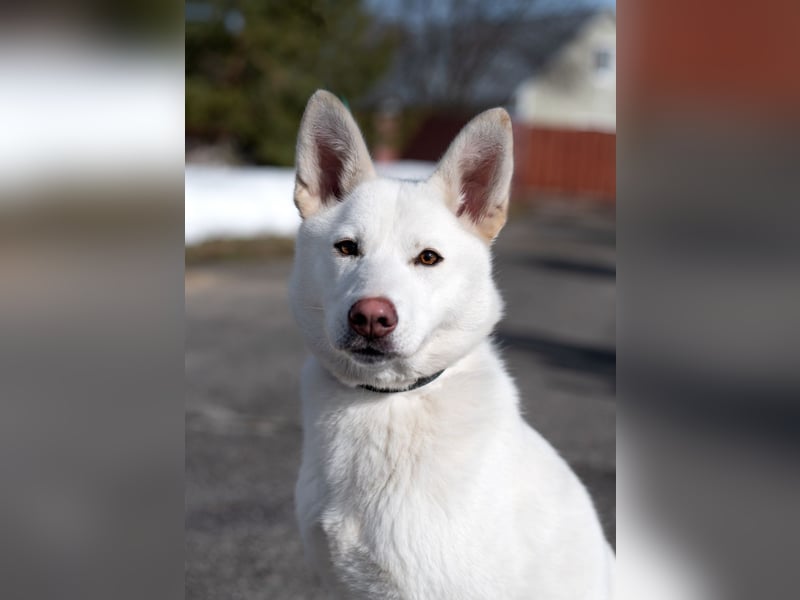 Schneeprinzessin Ayva