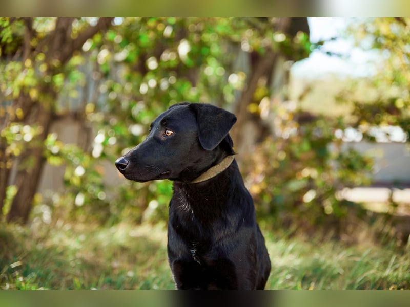 Mangust einfach ein von allen Seiten wunderbarer Rüde