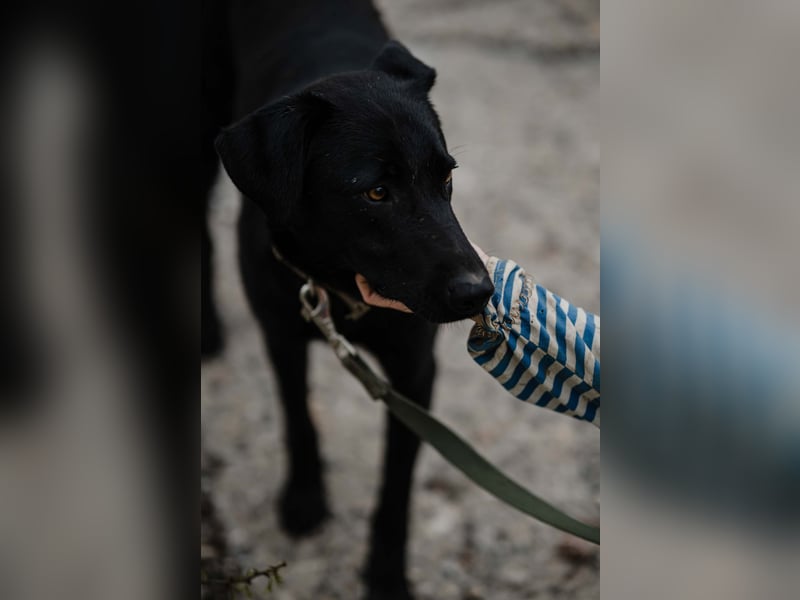 Mangust einfach ein von allen Seiten wunderbarer Rüde