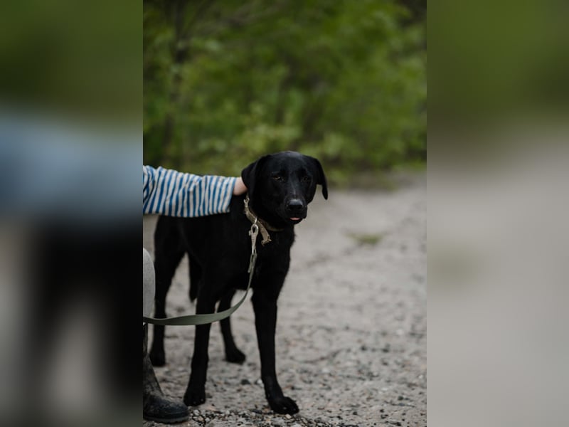 Mangust einfach ein von allen Seiten wunderbarer Rüde