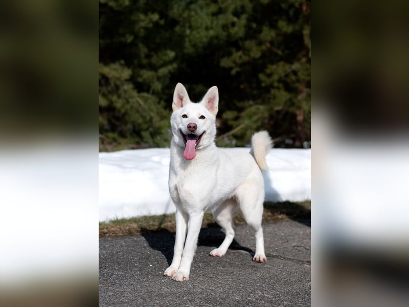 Schneeprinzessin Ayva