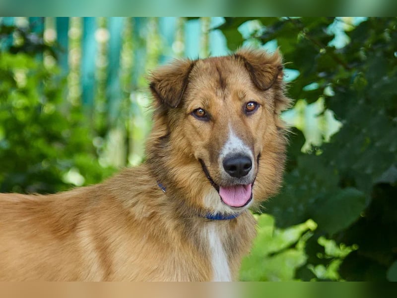 ausgesprochen liebe Foxi für jede Familie