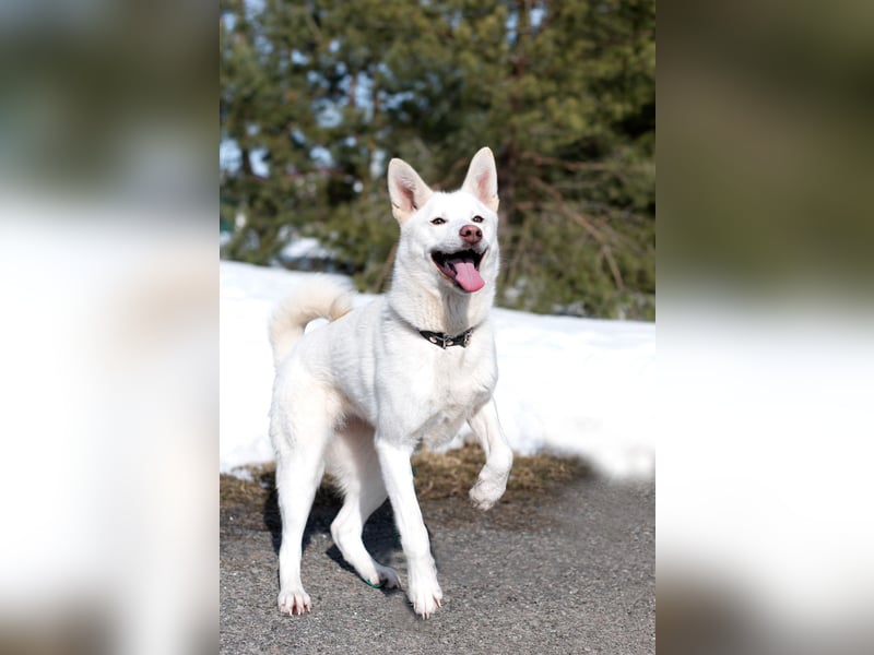 Schneeprinzessin Ayva