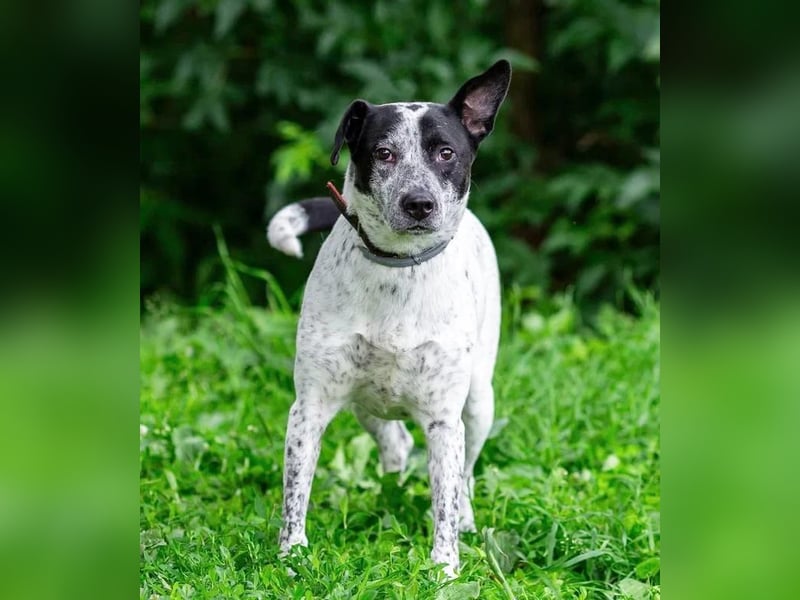 Große Gröpe sanftes Wesen . Dobby braucht den Platz