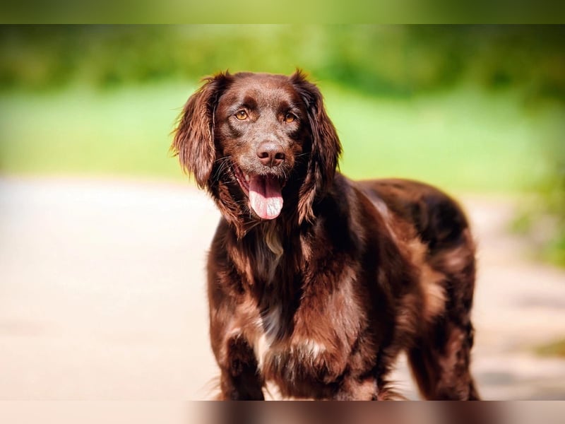 Flat Coated Retriver Mix Mokka sucht ihre Menschen (guten)
