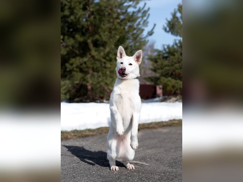 Schneeprinzessin Ayva