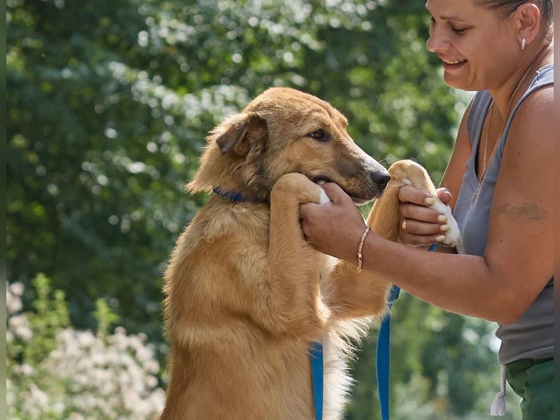 ausgesprochen liebe Foxi für jede Familie