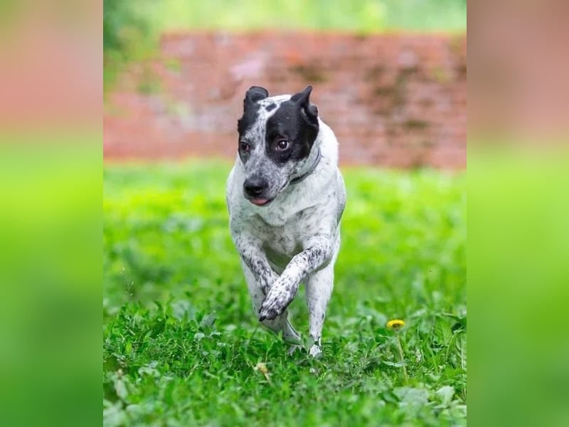 Große Gröpe sanftes Wesen . Dobby braucht den Platz