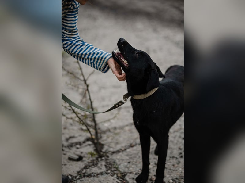 Mangust einfach ein von allen Seiten wunderbarer Rüde
