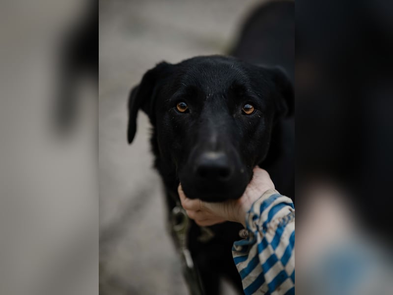 Mangust einfach ein von allen Seiten wunderbarer Rüde