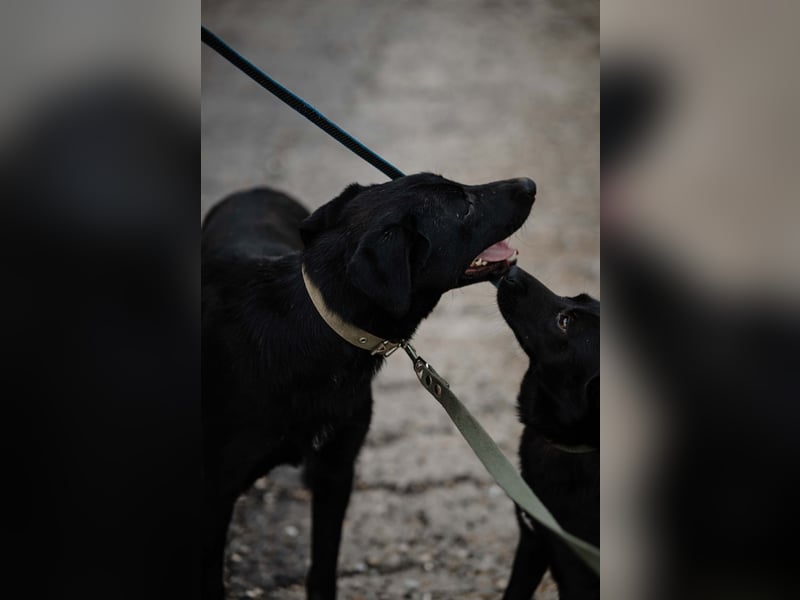 Mangust einfach ein von allen Seiten wunderbarer Rüde