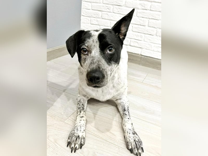 Große Gröpe sanftes Wesen . Dobby braucht den Platz