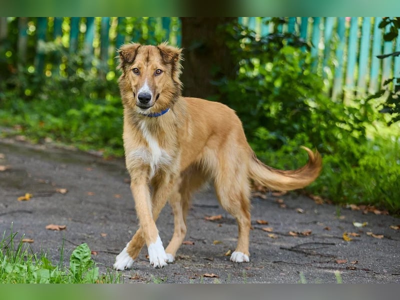 ausgesprochen liebe Foxi für jede Familie