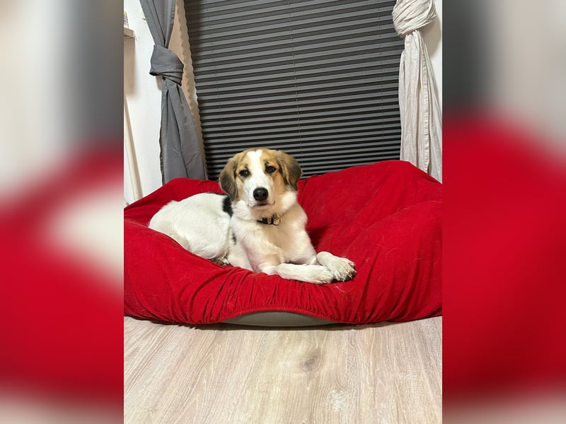 Junghündin Juno sucht ihre Familie