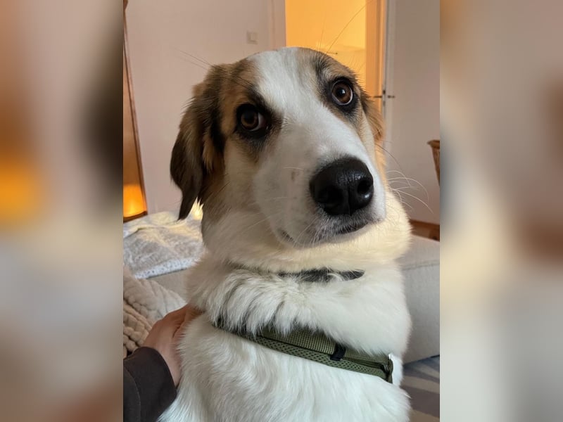 Junghündin Juno sucht ihre Familie