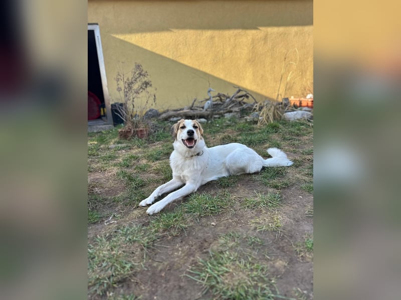 Junghündin Juno sucht ihre Familie