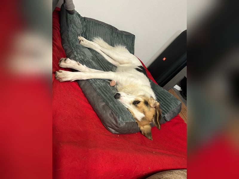 Junghündin Juno sucht ihre Familie