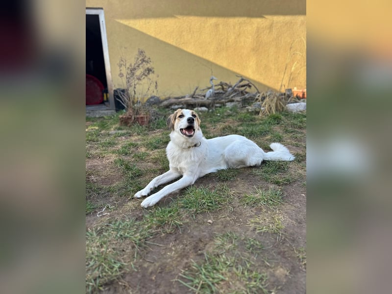 Junghündin Juno sucht ihre Familie